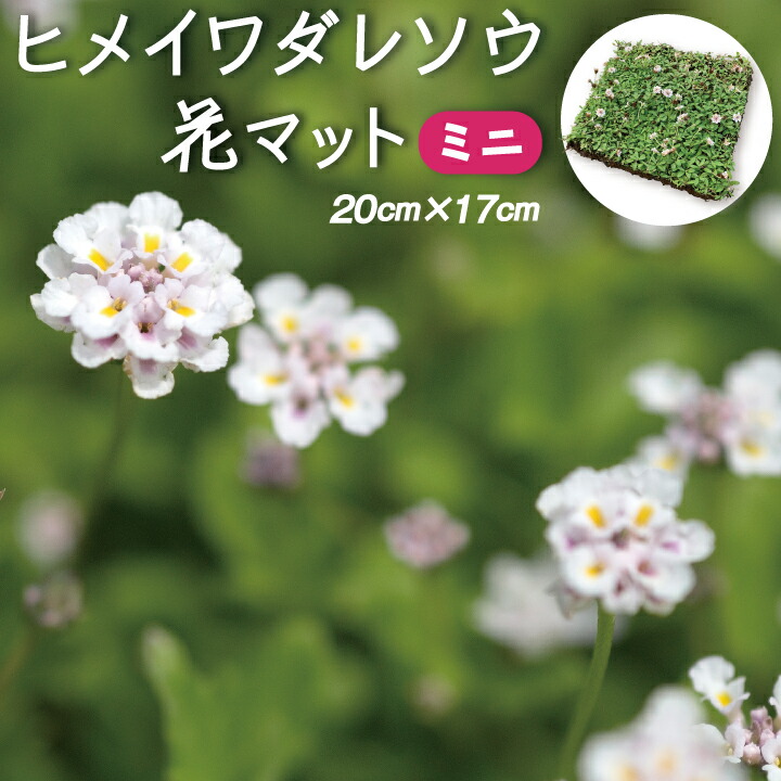 楽天市場 よくある質問 ヒメイワダレソウポット苗のよくある質問 国分グリーンファーム