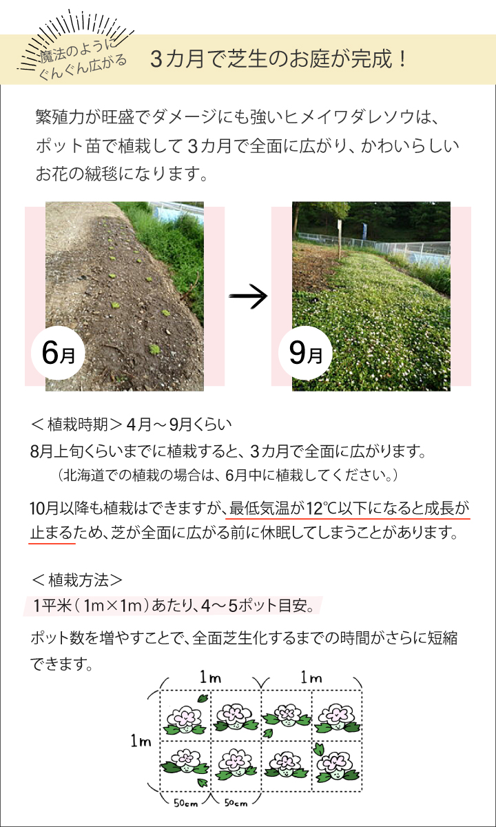 楽天市場 ヒメイワダレソウ ヒメイワダレソウポット苗 ヒメイワダレソウ 苗 グランドカバー 斜面 土留め 植物 姫岩垂草 リピア 法面 白系 28個 レビューを書いて次回使える割引クーポンプレゼント 国分グリーンファーム