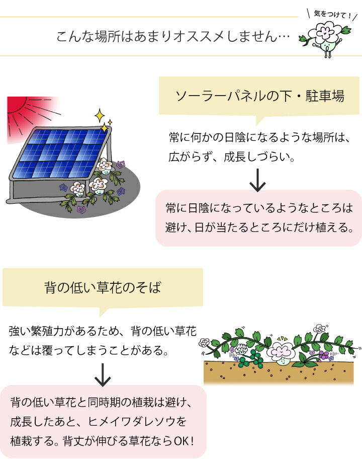 楽天市場 ヒメイワダレソウ ヒメイワダレソウポット苗 ヒメイワダレソウ 苗 グランドカバー 斜面 土留め 植物 姫岩垂草 リピア 法面 白系 28個 レビューを書いて次回使える割引クーポンプレゼント 国分グリーンファーム