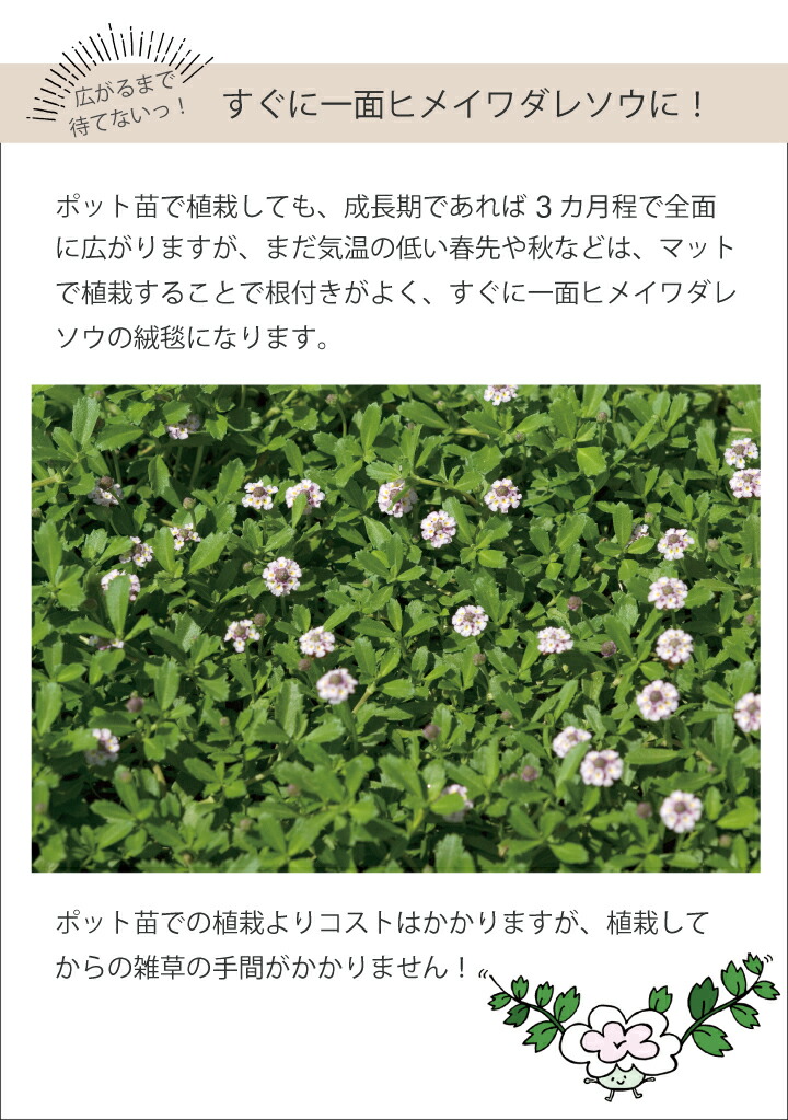 土留め 苗物 約１平米 土砂崩れ防止 ヒメイワダレソウ花マット 花の苗物 ２ロール リピア 敷くだけの簡単施工の花マット ちょっとお得な2ロール販売始めました 斜面 簡単 ヒメイワダレソウ花マット グランドカバー ヒメイワダレソウ ロール 姫岩垂草 法面 雑草対策