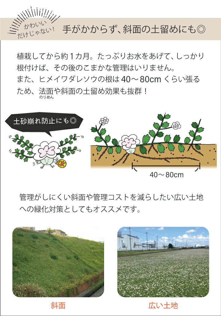 ヒメイワダレソウ花マット ロール 約 平米 姫岩垂草 リピア 土留め 土砂崩れ防止 斜面 法面 簡単 ヒメイワダレソウ ロール グランドカバー 雑草対策 庭 ガーデニング Massage Mit Herz De