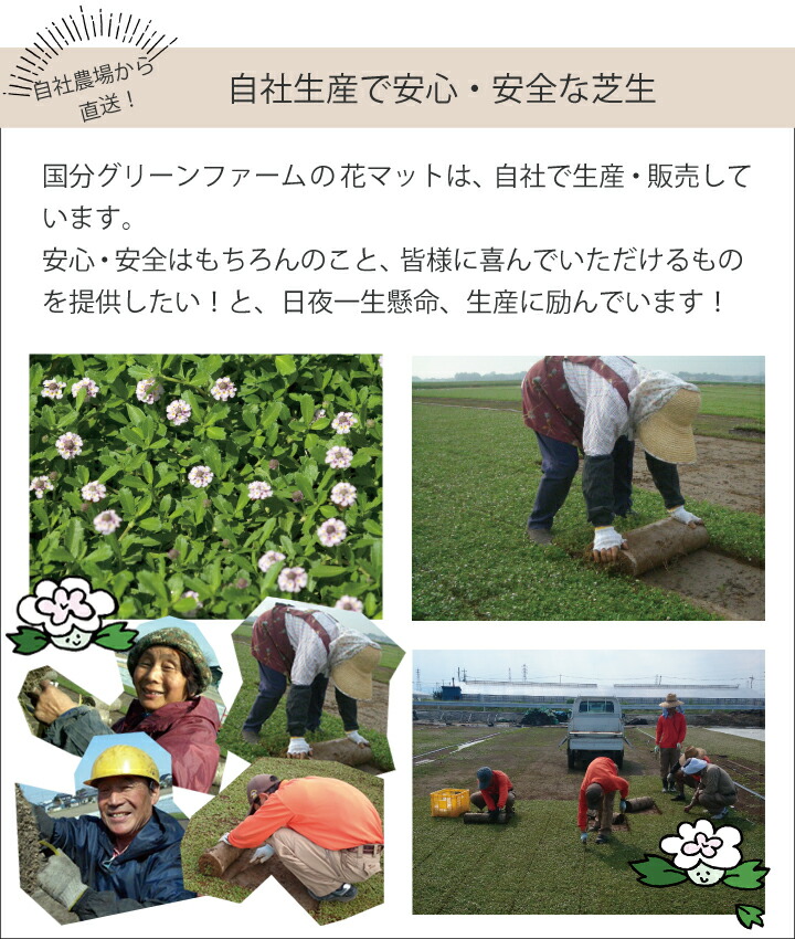 ヒメイワダレソウ花マット ロール 約 平米 姫岩垂草 リピア 土留め 土砂崩れ防止 斜面 法面 簡単 ヒメイワダレソウ ロール グランドカバー 雑草対策 庭 ガーデニング Massage Mit Herz De