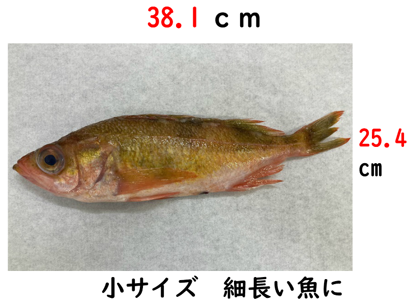 ホワイトパーチ ミートペーパー魚を包む白の紙 保鮮紙 耐湿紙 熟成 津本式 血抜き 切り381 254 1000枚 Sermus Es