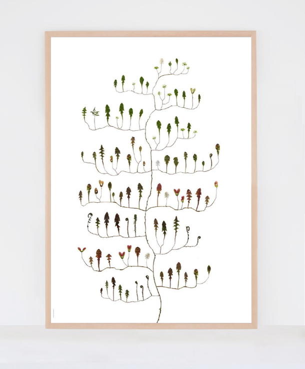 楽天市場】ポスター 北欧 草木の標本 ボタニカル アート OAK TREE 