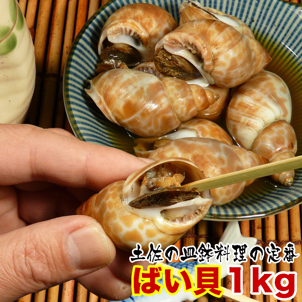 楽天市場 隠岐の白バイ貝 1kg 島根県 新鮮 魚介類 人気 贅沢 送料無料 旨いもんハンター