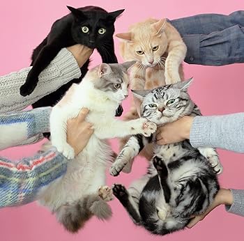【中古】(未使用･未開封品)猫とアレルギー [CD] きのこ帝国