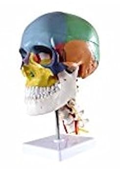 【中古】(非常に良い)【frugolio casa】 頭蓋骨模型 【実物大】 【配色】 【4分解】 - 8.3565｜お取り寄せ本舗 KOBACO