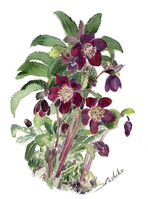 良質 水彩画 原画 思い出のクリスマスローズ 2 小林美子 花 絵画 花の絵 植物画 ボタニカルアート インテリア クリスマスローズ 紫 かわいい 癒し 送料無料 Ppdb Man2banyumas Sch Id