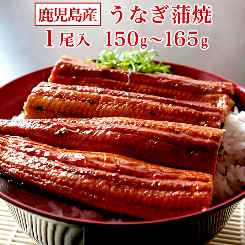 直営限定アウトレット 鹿児島産 うなぎ蒲焼 1尾 150g〜165g ご希望により いかかんずり干し2枚 プレゼント toothkind.com.au