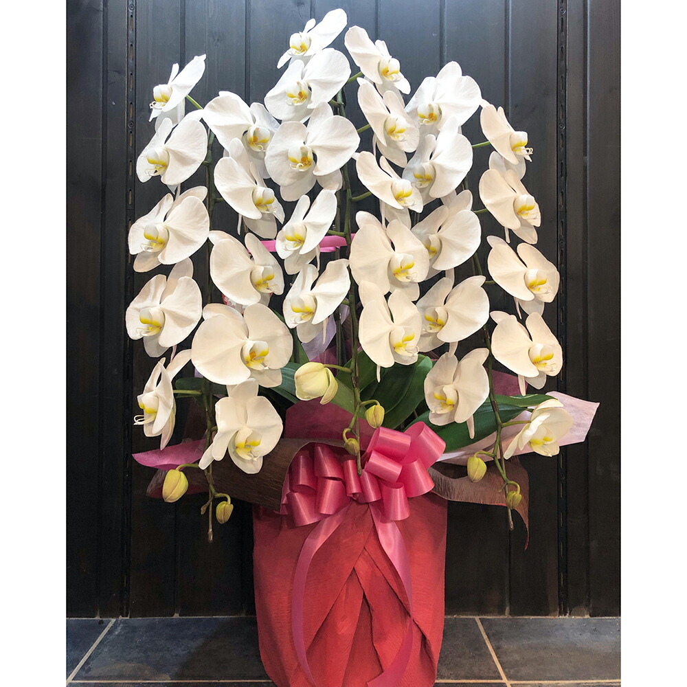 【メーカー直送品(代引き不可)】TreeM spot 櫟～kunugi～　胡蝶蘭　白［花径10-11cm 33輪以上(蕾含)］1鉢＜出演・開店・開業・上場・昇進などのお祝いに＞＜フラワーギフト＞（コチョウラン）(要6-10日)(キャンセル不可)【北海道・沖縄へは発送できません】｜美と健康・くすり 神戸免疫研究所