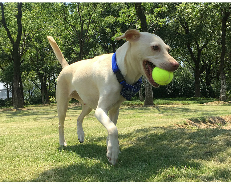送料無料 犬用おもちゃ ペット おもちゃ 遊び道具 テニスボール ペット玩具 犬 ボール かむおもちゃ ペット用品 運動不足解消 ストレス解消 犬用 いぬ用 イヌ用 ドッグ 動物 アニマル オープニング 大放出セール