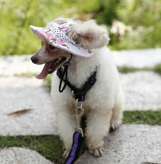 送料無料 ドッグハット 愛犬 帽子 犬 犬用帽子 ぼうし 日除け オシャレ