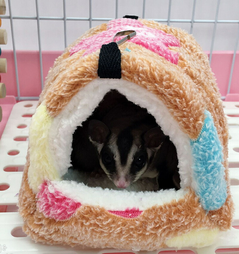 半額 送料無料 小動物用ハウス ハンモック 小型ペット用 寝具 寝床 寝袋 ベッド もこもこ ボア フリース あったか 暖か ハムスター ハリネズミ モルモット マウス ラット チンチラ デグー おしゃれ かわいい 吊り下げ金具付き 隠れ家 遊び場 写真撮影