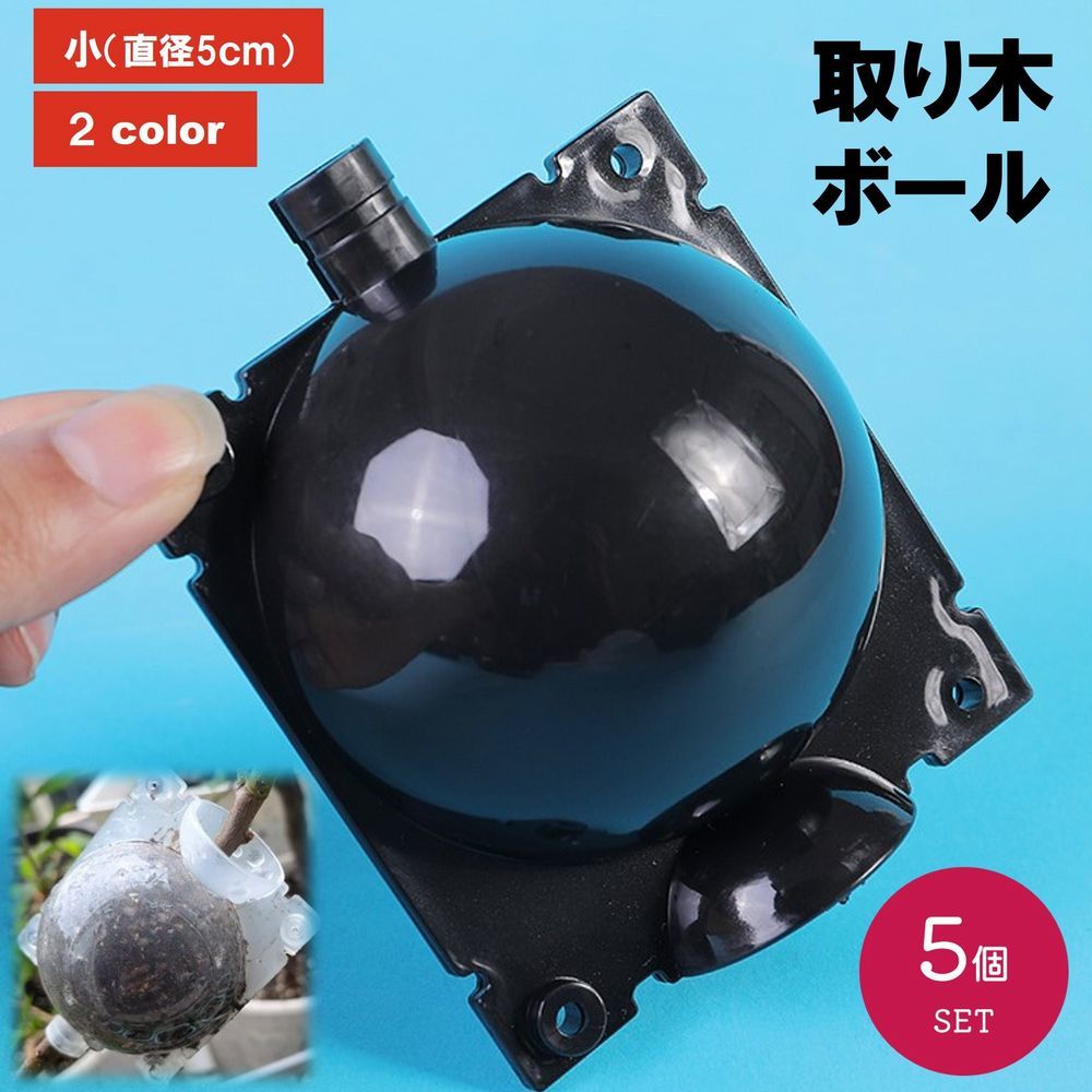 ナインボール 青皮 取り木苗 zak-29119.jpg