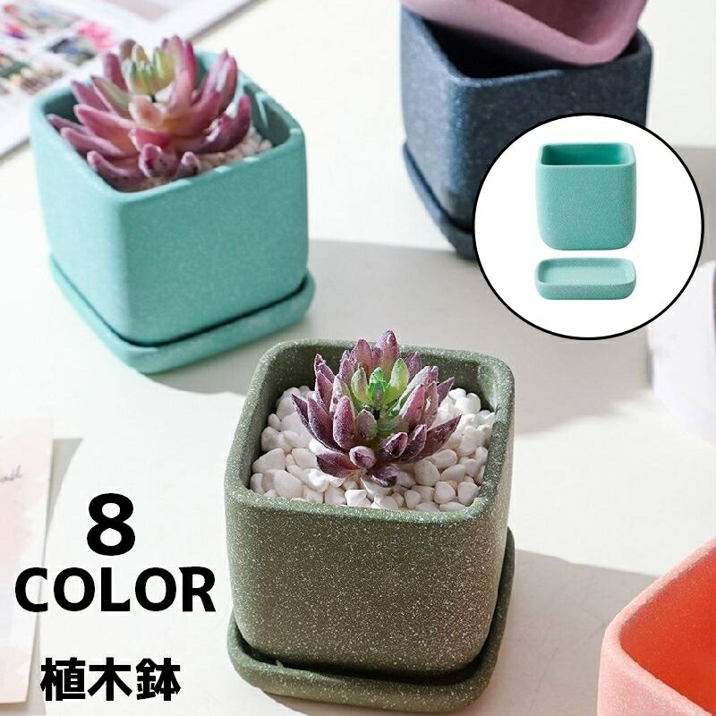 フラワー・ガーデニング furuchan 楽天市場】【お買い物マラソン限定！エントリーでポイント5倍