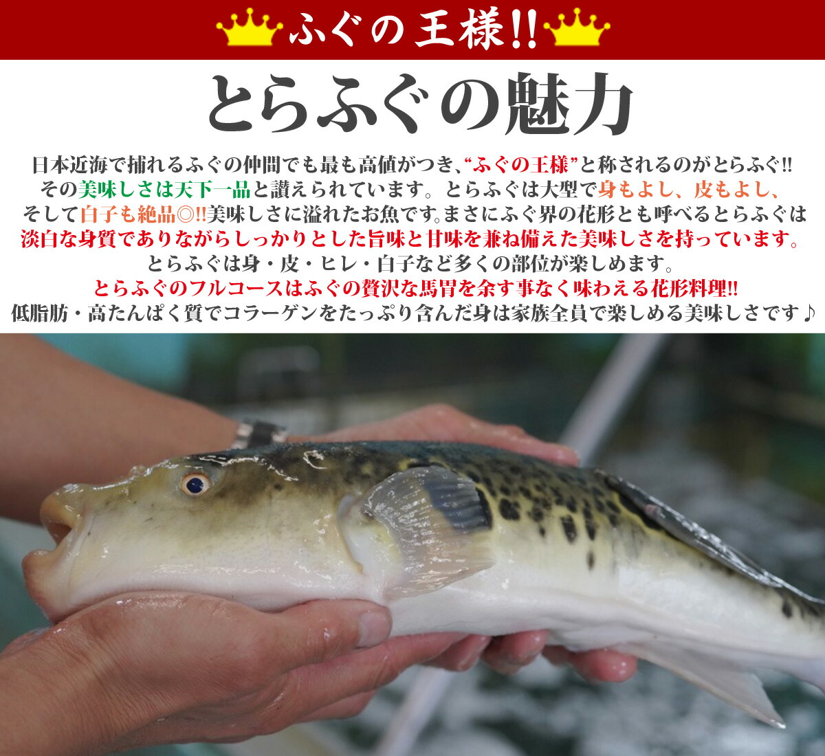 最大77%OFFクーポン 敬老の日 プレゼント ギフト とらふぐ 鍋 ふぐ セット ふぐ鍋 5〜6人前 ふぐ刺し ふぐ刺身 ふぐ鍋セット フグ 河豚  てっちり てっさ てっちりセット てっちり鍋 トラフグ とらふぐセット とらふぐ刺身 アラ 焼きヒレ お歳暮 白子 御歳暮 fucoa.cl