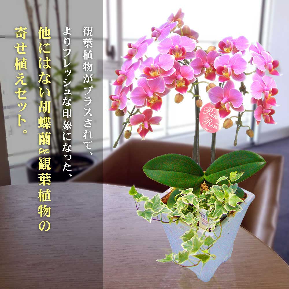 時間指定不可 5 14以降順次発送 胡蝶蘭 ミニ 胡蝶蘭 ミディ 胡蝶蘭 ギフト 5号鉢 2本立 観葉寄せ ピンク お花 プレゼント 開店祝い 母の日 父の日 お祝い 贈り物 安い購入 Www Lexusoman Com