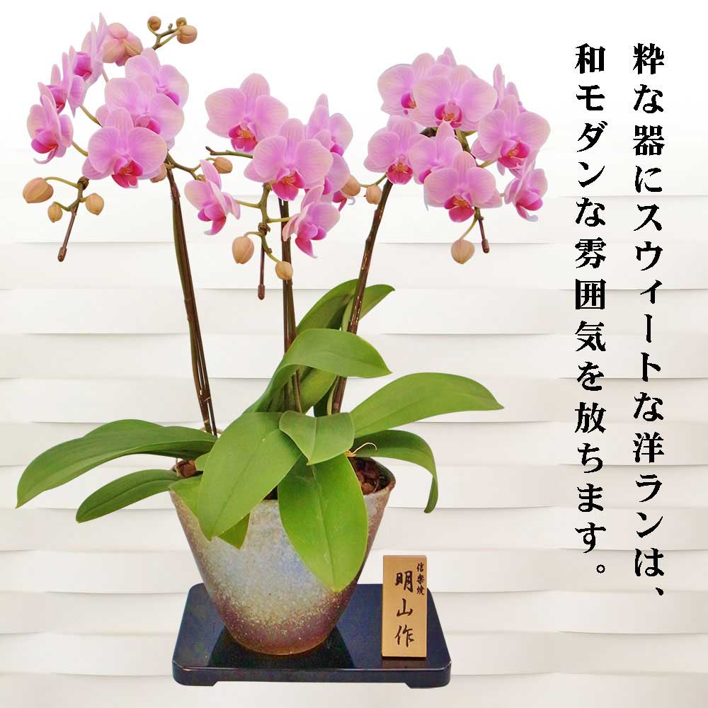 お歳暮 楽天市場 母の日受付締切5 1 胡蝶蘭 ミニ 胡蝶蘭 ミディ 胡蝶蘭 ギフト 信楽焼 5 5号鉢 3本立 ライトピンク お花 プレゼント 開店祝い 母の日 父の日 お祝い 贈り物 人形広場 雛人形 五月人形専門店 激安特価 Lexusoman Com お歳暮 楽天市場 母の日受付締切5 1 胡蝶蘭 ミニ 胡蝶蘭 ミディ 胡蝶蘭 ギフト 信楽焼 5 5号鉢 3本立 ライトピンク お花 プレゼント 開店祝い 母の日 父の日 お祝い 贈り物 人形広場 雛人形 五月人形専門店 激安特価 Lexusoman Com