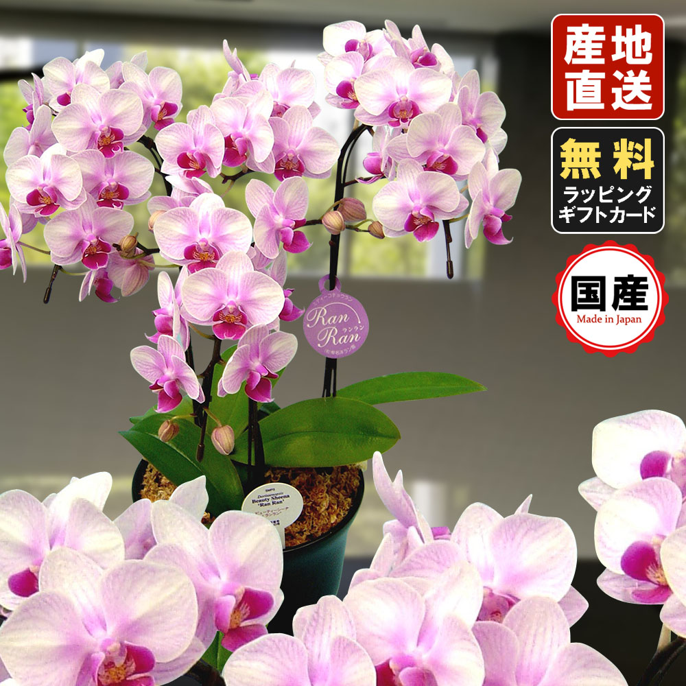胡蝶蘭 ミニ胡蝶蘭 ミディ胡蝶蘭 お祝い お祝い ミニ 開店祝い お中元 ギフトラッピング メッセージ無料 送料無料 一部地域除く 産地直送 ミニ 胡蝶蘭 ミディ胡蝶蘭 胡蝶蘭 ミニ 胡蝶蘭 ミディ 胡蝶蘭 マイクロ 小さい ギフト お花 6号鉢 3本立 ライトピンク ランラン