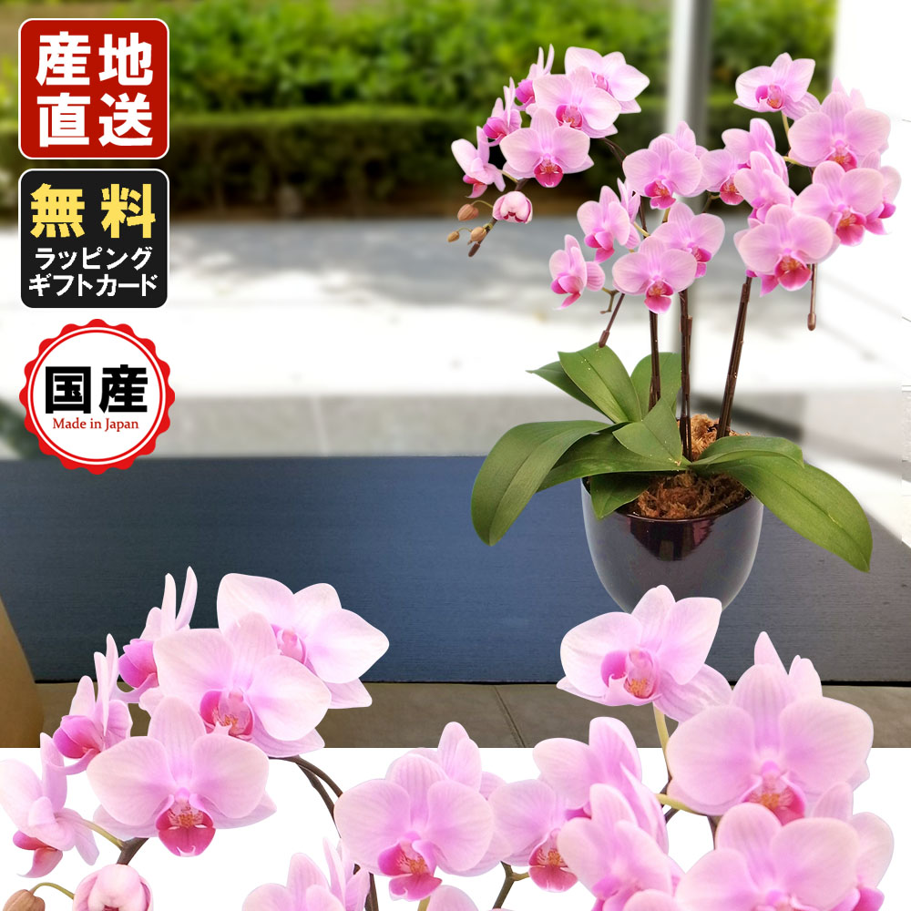 胡蝶蘭 花 観葉植物 ミニ胡蝶蘭 ミディ胡蝶蘭 お祝い 開店祝い 敬老の日 ギフトラッピング メッセージ無料 ミニ 送料無料 一部地域除く 産地直送 ミニ胡蝶蘭 ミディ胡蝶蘭 胡蝶蘭 ミニ 胡蝶蘭 ミディ 胡蝶蘭 小さい ギフト マイクロ胡蝶蘭 4 5号鉢 3本立 ピンク