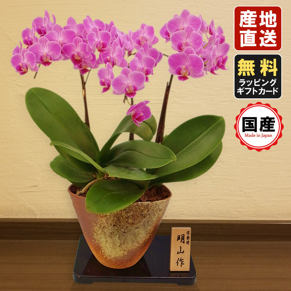 胡蝶蘭 開店祝い ミニ胡蝶蘭 送料無料 一部地域除く お祝い ミディ胡蝶蘭 鉢花 ギフトメッセージ無料 産地直送 ミディ胡蝶蘭 胡蝶蘭 お祝い 開店祝い ミニ胡蝶蘭 胡蝶蘭 ミニ ミディ 胡蝶蘭 小さい ギフト マイクロ胡蝶蘭 信楽焼き 5 5号鉢 3本立 ピンク プレゼント 胡蝶蘭 開店祝い ミニ胡蝶蘭 送料無料 一部地域除く お祝い ミディ胡蝶蘭 鉢花 ギフトメッセージ無料 産地直送 ミディ胡蝶蘭 胡蝶蘭 お祝い 開店祝い ミニ胡蝶蘭 胡蝶蘭 ミニ ミディ 胡蝶蘭 小さい ギフト マイクロ胡蝶蘭 信楽焼き 5 5号鉢 3本立 ピンク プレゼント