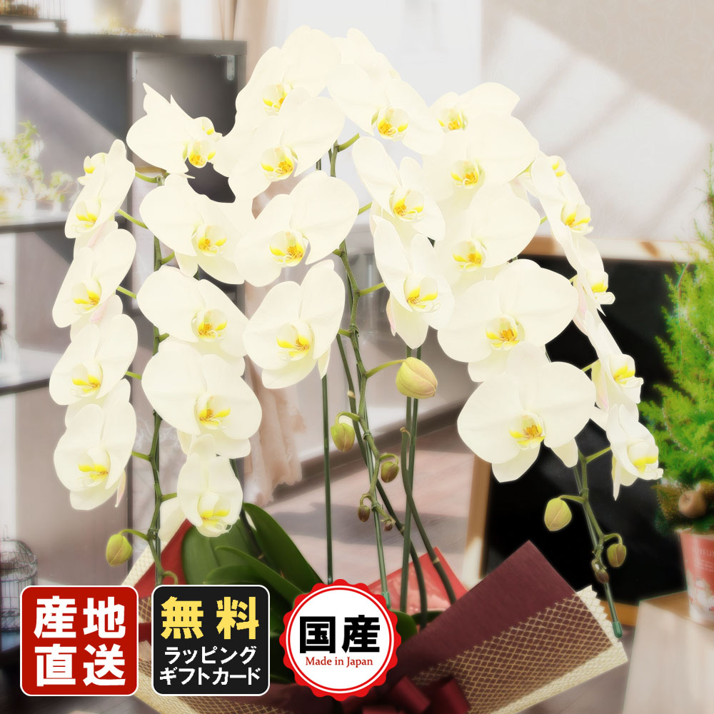 新しい到着 胡蝶蘭 3本立ち 大輪 白 ロイヤルシルク 42輪 胡蝶蘭 ギフト 胡蝶蘭 お祝い プレゼント 贈り物 お供え お誕生日 お供え 開店祝い 開業祝い 移転祝い 還暦 仏花 叙勲 人気ブランドを Jayakarta Ac Id