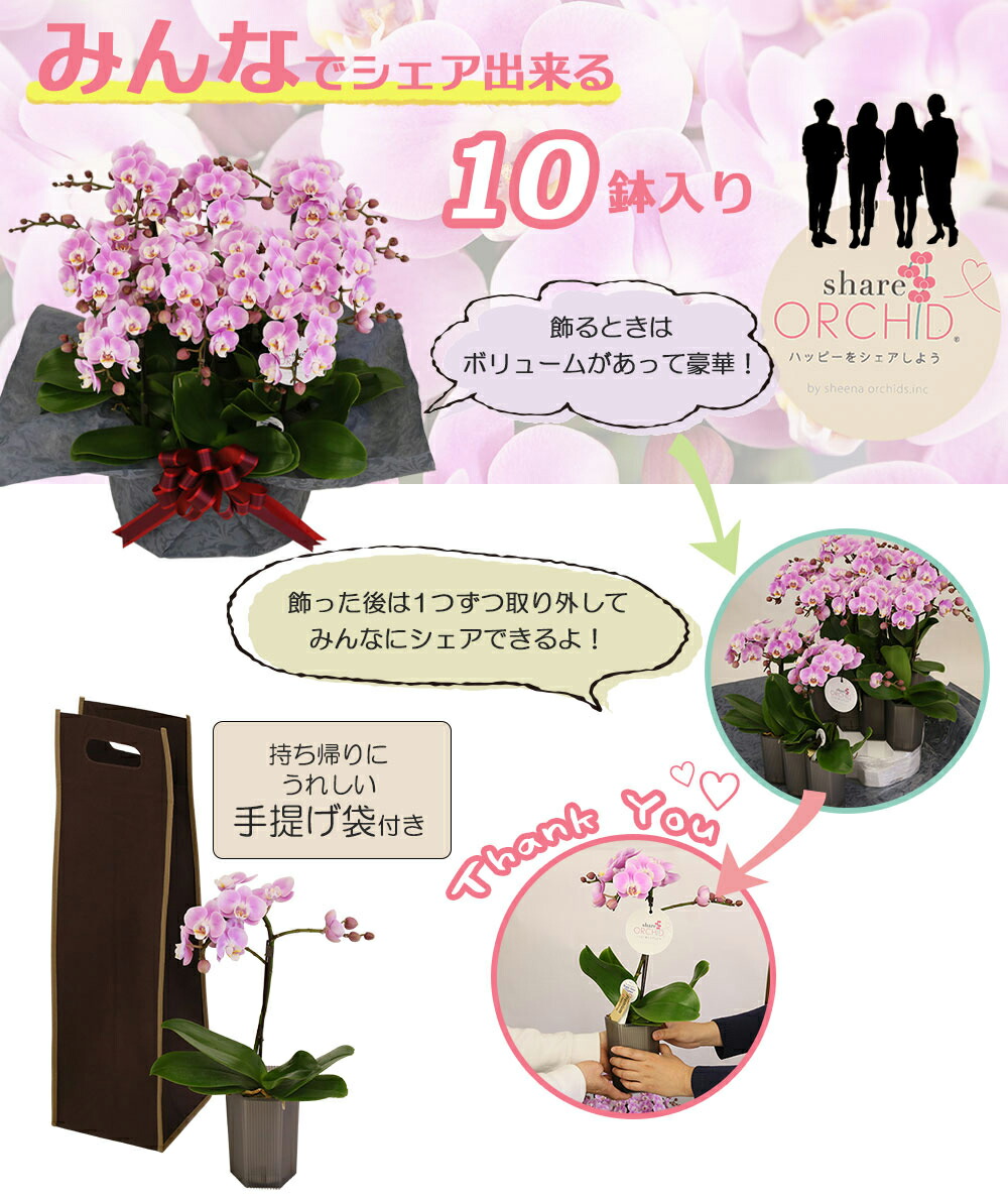 胡蝶蘭 ミニ胡蝶蘭 ミディ胡蝶蘭 敬老の日 お供え お祝い 開店祝い 御供え ギフトラッピング メッセージ無料 送料無料 一部地域除く 産地直送 ミニ 胡蝶蘭 ミディ胡蝶蘭 ミニ 胡蝶蘭 ミディ 胡蝶蘭 マイクロ 小さい ギフト お花 シェアオーキッド 10号10f 10人分 胡蝶蘭 ミニ胡蝶蘭 ミディ胡蝶蘭 敬老の日 お供え お祝い 開店祝い 御供え ギフトラッピング メッセージ無料 送料無料 一部地域除く 産地直送 ミニ 胡蝶蘭 ミディ胡蝶蘭 ミニ 胡蝶蘭 ミディ 胡蝶蘭 マイクロ 小さい ギフト お花 シェアオーキッド 10号10f 10人分