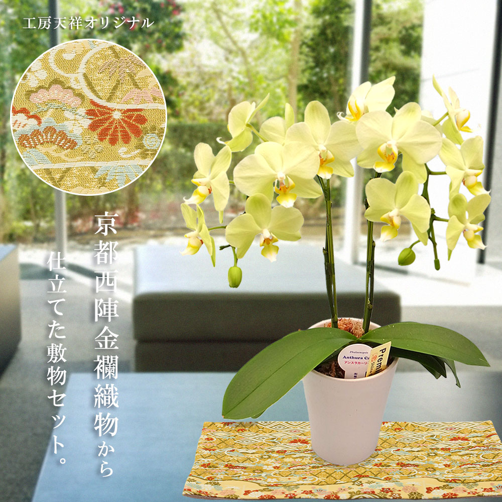 雛 京都西陣金襴織物仕立て器敷物 おひなさま 父の日ギフト ミニ胡蝶蘭 花 観葉植物 胡蝶蘭 ミニ 胡蝶蘭 胡蝶蘭 ミディ ひな人形 ミディ胡蝶蘭 安心の飾り方dvd付 雛人形 小さい ギフト 天祥オリジナル 京都西陣金襴織物仕立て器敷物 ミディー胡蝶蘭 4号鉢 2本立