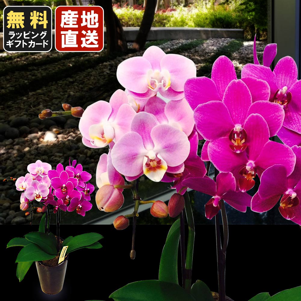 飴色鉢 胡蝶蘭 送料無料 一部地域除く お祝い マイクロ お祝い 開店祝い 小さい ギフトラッピング メッセージ無料 鉢花 2本立て お花 ミニ胡蝶蘭 胡蝶蘭 ミディ ミックス寄せ5号鉢植え 胡蝶蘭 母の日 ミディ胡蝶蘭 開店祝い ギフトに花 ミニ ミニ胡蝶蘭 お中元 産地