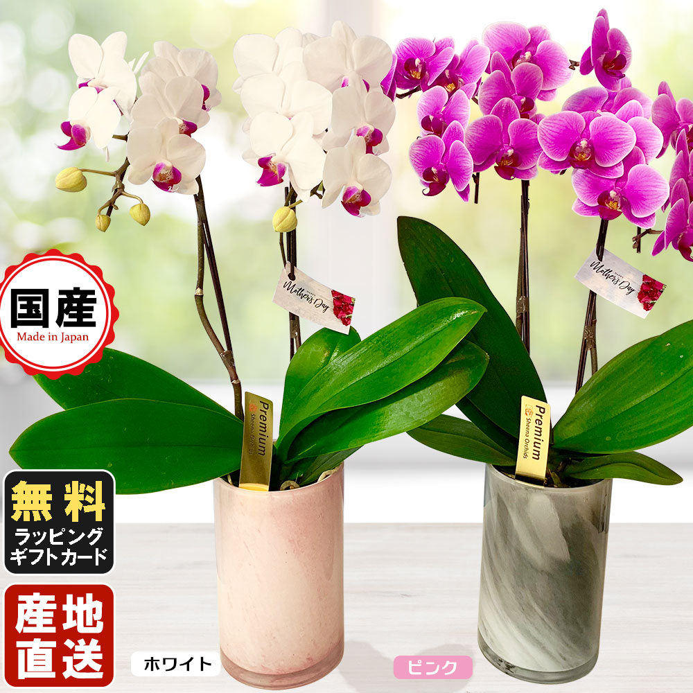 珍しい 楽天市場 5 14以降順次発送 胡蝶蘭 ミニ 胡蝶蘭 ミディ ミディー胡蝶蘭 4号鉢植え 2本立て ルカグラス 鉢 母の日 父の日 開店祝いに お中元 お歳暮 人形広場 雛人形 五月人形専門店 高い品質 Maidomakeup Com