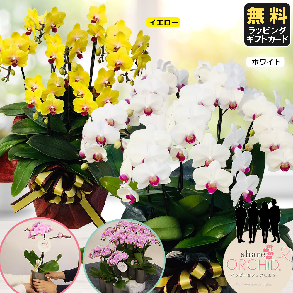 ミニ胡蝶蘭 シェアオーキッド おひなさま 8号7f ケース飾り 7人分 ラッピングあり 雛人形 鉢 母の日 父の日 敬老の日 ギフトに花のプレゼント 生花 鉢植え 開店祝いに お中元 お歳暮 おじいちゃん おばあちゃん 人形広場 雛人形 五月人形専門店会社設立 オープン