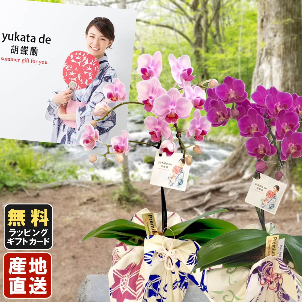 ミニ胡蝶蘭 ミディ胡蝶蘭 胡蝶蘭 ミニ ミディ 小さい ギフト マイクロ胡蝶蘭 Yukata De 4号鉢植え 1本立て ピンク ライトピンク プレゼント 開店祝い 母の日 お中元 父の日ギフト 敬老の日 お祝い お花 御供え お供え 法要 お盆 御供え花 輸入