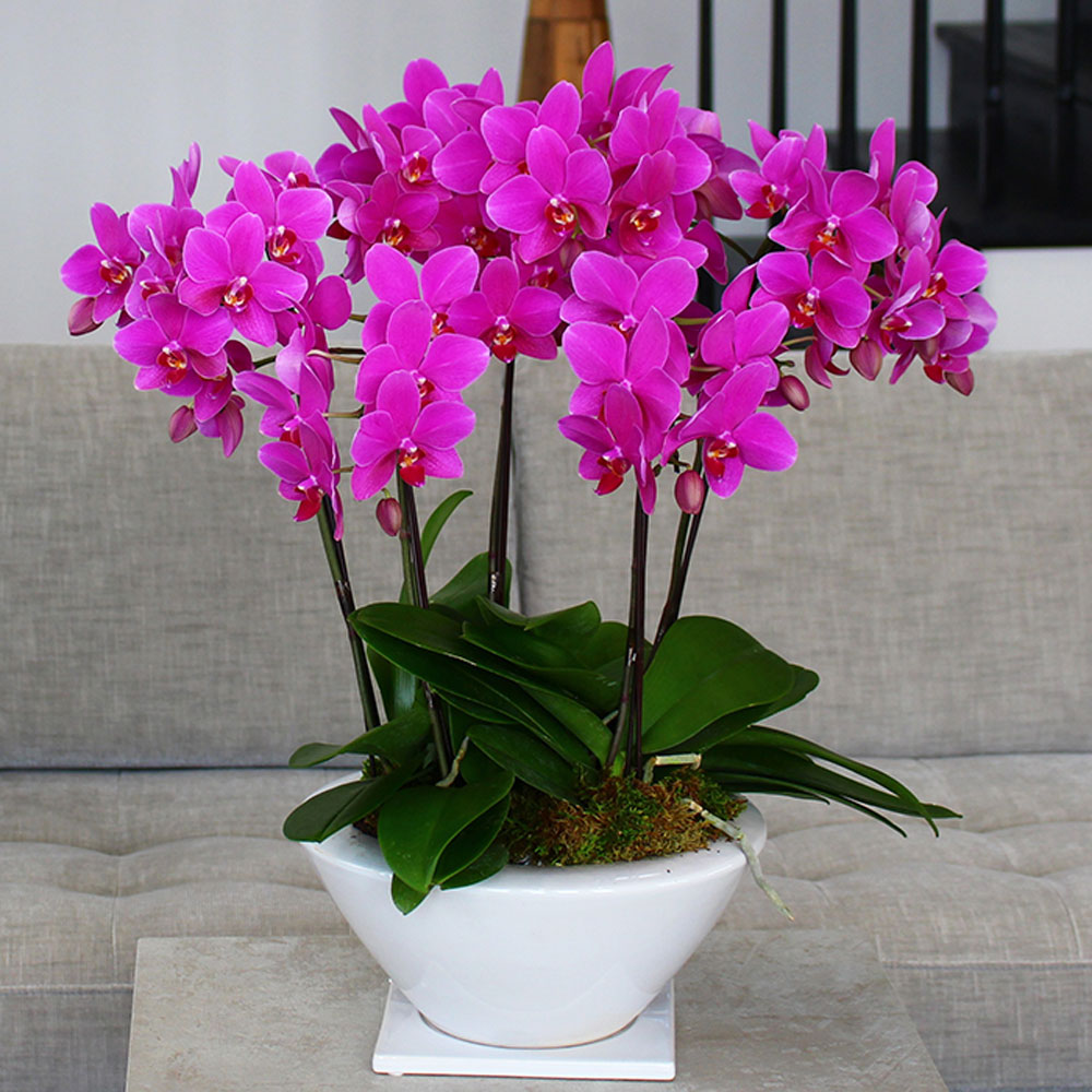 ポイント10倍 楽天市場 5 14以降順次発送 胡蝶蘭 母の日 ミディ胡蝶蘭 白平鉢 8号鉢 5本立ち 胡蝶蘭 ギフト 天祥 胡蝶蘭 ミニ 胡蝶蘭 ミディ 胡蝶蘭 マイクロ 胡蝶蘭 3本立ち 胡蝶蘭 ピンク 人形広場 雛人形 五月人形専門店 Seal限定商品 Mail Intelsys Net