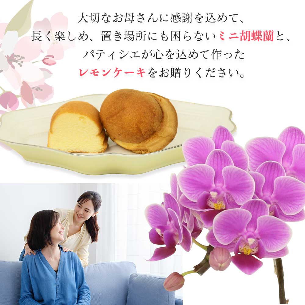 敬老の日 プレゼント 早割 敬老の日ギフト 苔玉 3号鉢植え 1本立てとレモンケーキ2つ 金襴織物の敷物4枚セット 花鉢植え 生花 花鉢 ミニ胡蝶蘭 長持ちする花 お花 花のギフト Kanal9tv Com