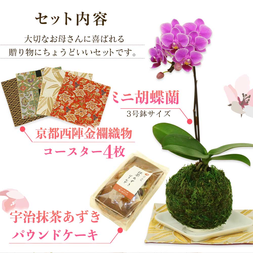 敬老の日 プレゼント 早割 敬老の日ギフト 苔玉 3号鉢植え 1本立てとパウンドケーキ 抹茶 金襴織物の敷物4枚セット 花鉢植え 生花 花鉢 ミニ胡蝶蘭 長持ちする花 お花 花のギフト Kanal9tv Com