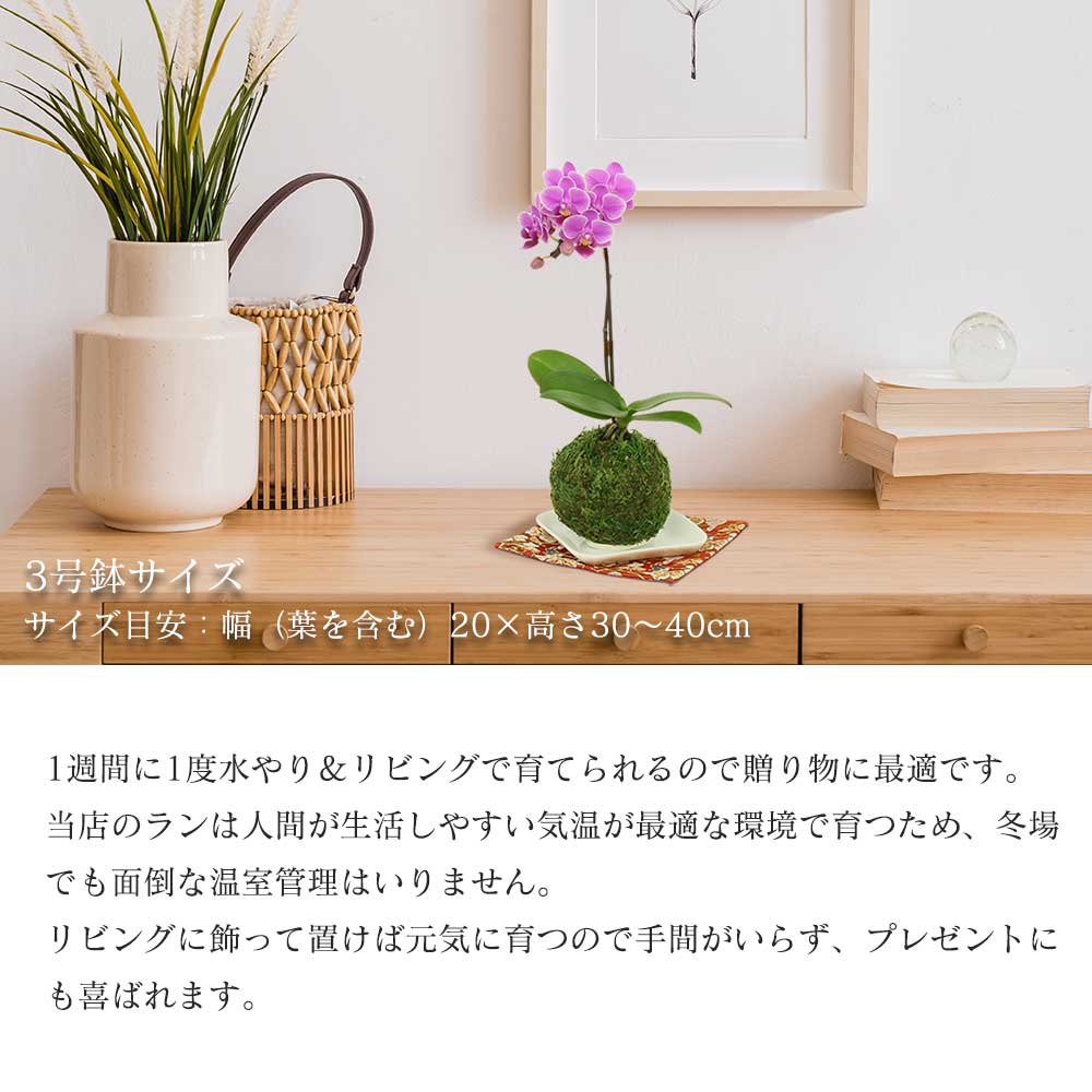敬老の日 プレゼント 早割 敬老の日ギフト 苔玉 3号鉢植え 1本立てとパウンドケーキ 抹茶 金襴織物の敷物4枚セット 花鉢植え 生花 花鉢 ミニ胡蝶蘭 長持ちする花 お花 花のギフト Kanal9tv Com