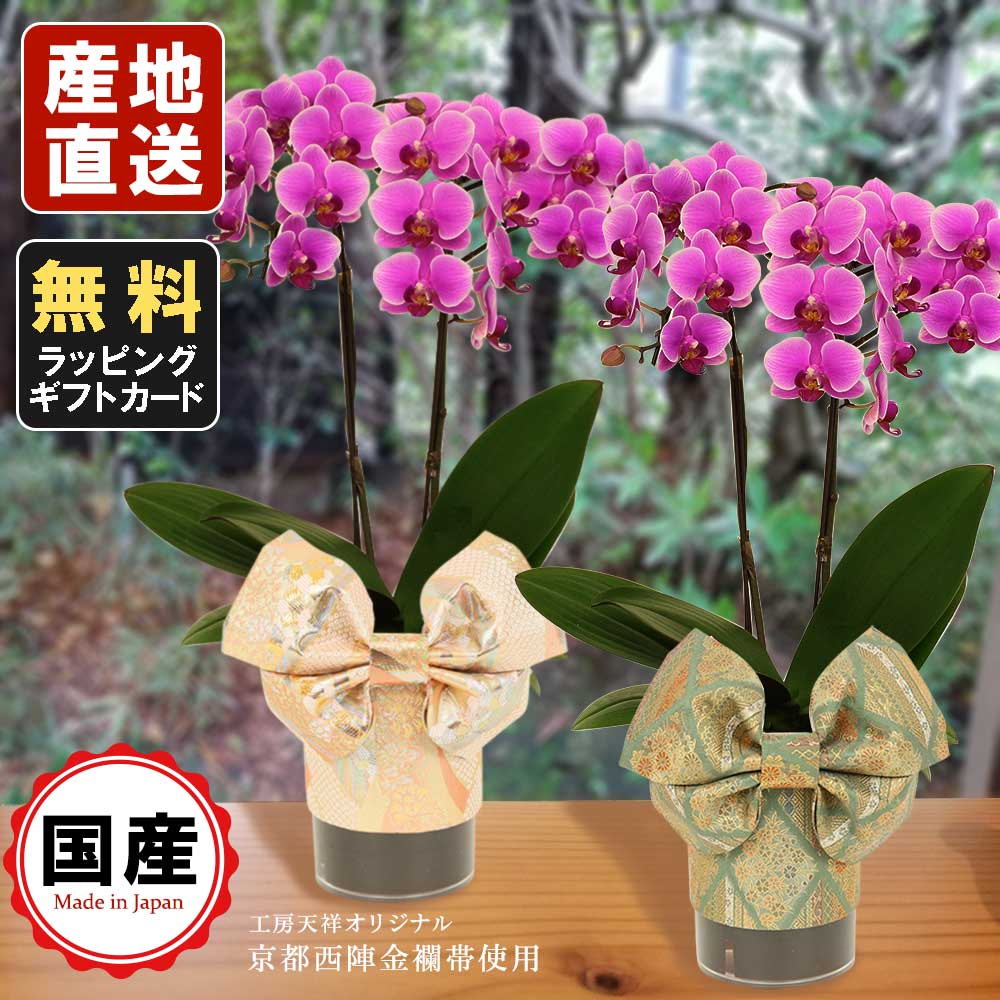 限定タイムセール ミニ胡蝶蘭 ミディ胡蝶蘭 天祥オリジナル Kimonoスタイル サーモンピンク モスグリーン 花柄 4号タンブラー ラージサイズ2本立 ピンク 母の日 Fucoa Cl