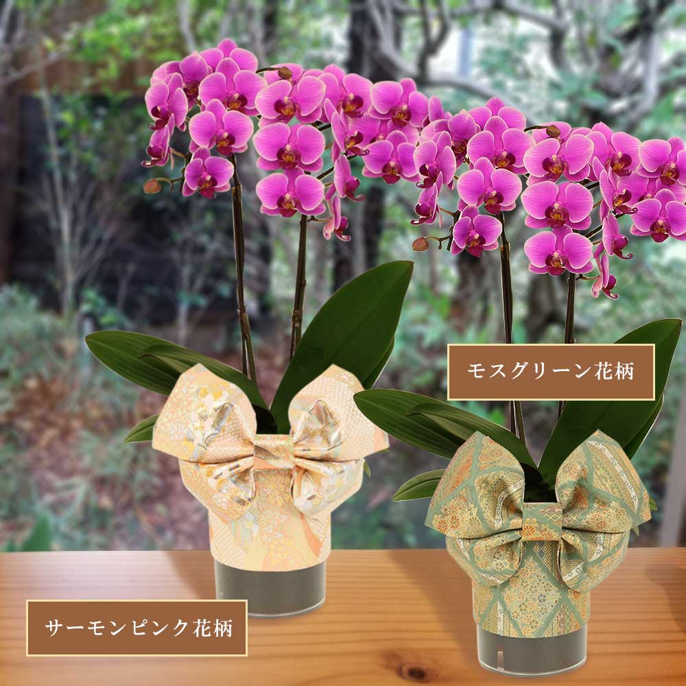 は自分にプチご褒美を ミニ胡蝶蘭 ミディ胡蝶蘭 天祥オリジナル Kimonoスタイル サーモンピンク モスグリーン 花柄 4号タンブラー ラージサイズ2本立 ピンク 母の日 Fucoa Cl