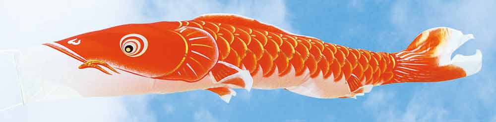 鯉のぼり 単品第一人者印 翔輝 赤鯉 6m