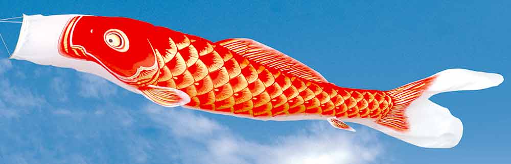 鯉のぼり 単品 旭天竜 新薫風 赤鯉 1.5m こいのぼり 大人も着やすい 