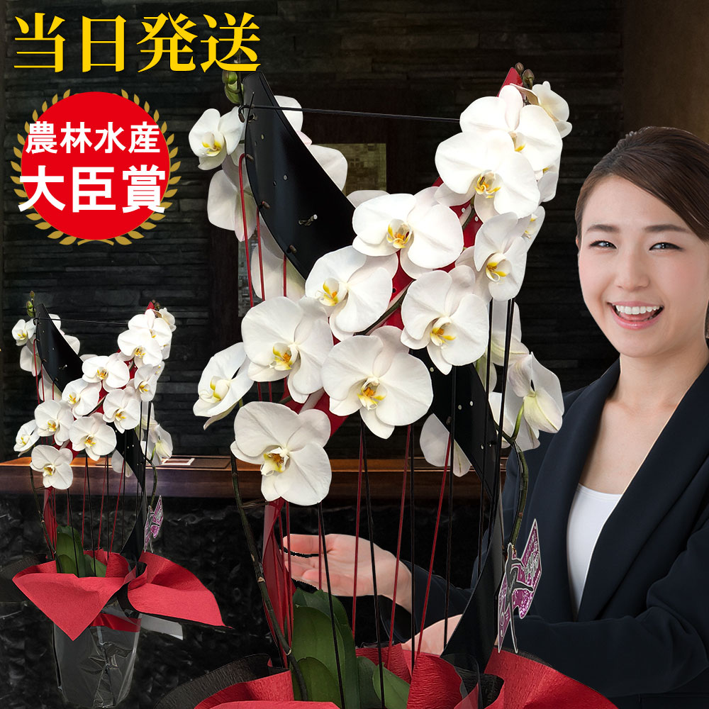 偉大な 楽天市場 胡蝶蘭 大輪 ハーモニー 2本立ち オリジナル らせん型 胡蝶蘭 ギフト 胡蝶蘭 お祝い 会社設立 オープン 内祝い スタンド 大輪 お悔や花 お供え 葬儀 葬式 仏事 法事 １回忌 献花 おしゃれ 人形広場 雛人形 五月人形専門店 上質で快適 Www Psht Or Id