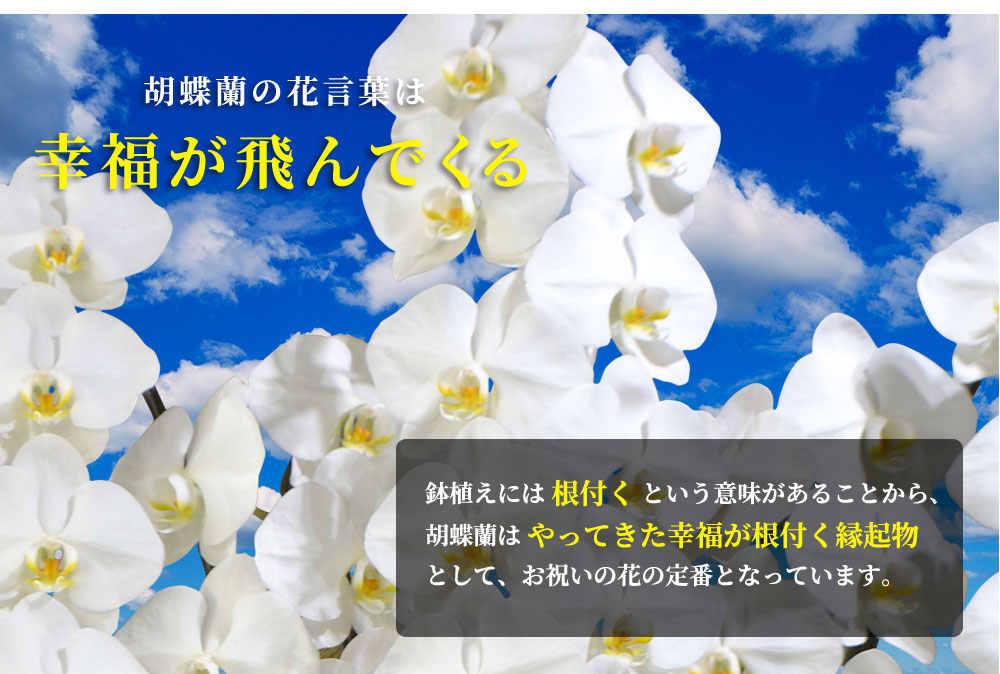 超目玉 楽天市場 胡蝶蘭 大輪 5本立ちオレアル 胡蝶蘭 ギフト 胡蝶蘭 お祝い 会社設立 オープン 内祝い スタンド 大輪 お悔や花 お供え 葬儀 葬式 仏事 法事 １回忌 献花 おしゃれ 人形広場 雛人形 五月人形専門店 在庫有 Lexusoman Com