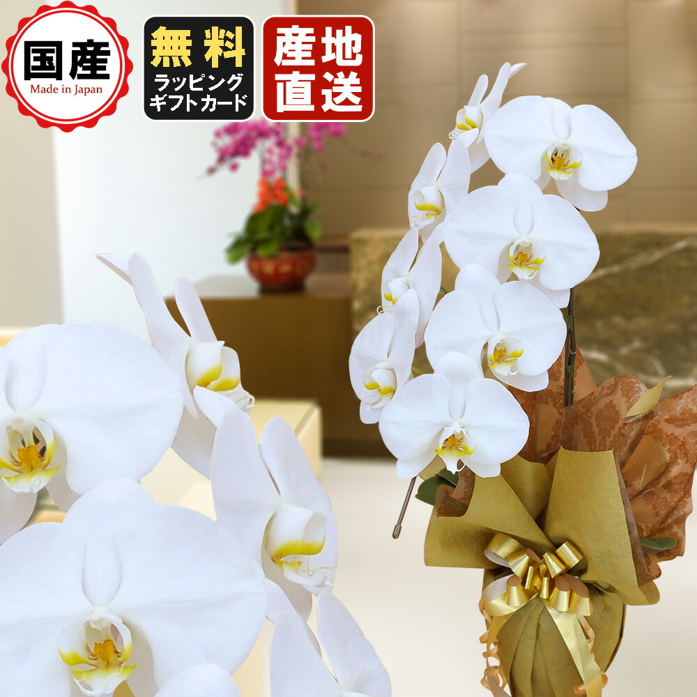 通販でクリスマス 会社設立オープン内祝いスタンド胡蝶蘭ギフトお祝いお悔や花お供え葬儀葬式仏事法事1回忌献花おしゃれギフト天祥開業祝コチョウラン胡蝶蘭 大輪1本立ち7輪以上白ギフトお祝い会社設立オープン開業祝い開店祝い 通販でクリスマス 会社設立オープン内祝いスタンド胡蝶蘭ギフトお祝いお悔や花お供え葬儀葬式仏事法事1回忌献花おしゃれギフト天祥開業祝コチョウラン胡蝶蘭 大輪1本立ち7輪以上白ギフトお祝い会社設立オープン開業祝い開店祝い