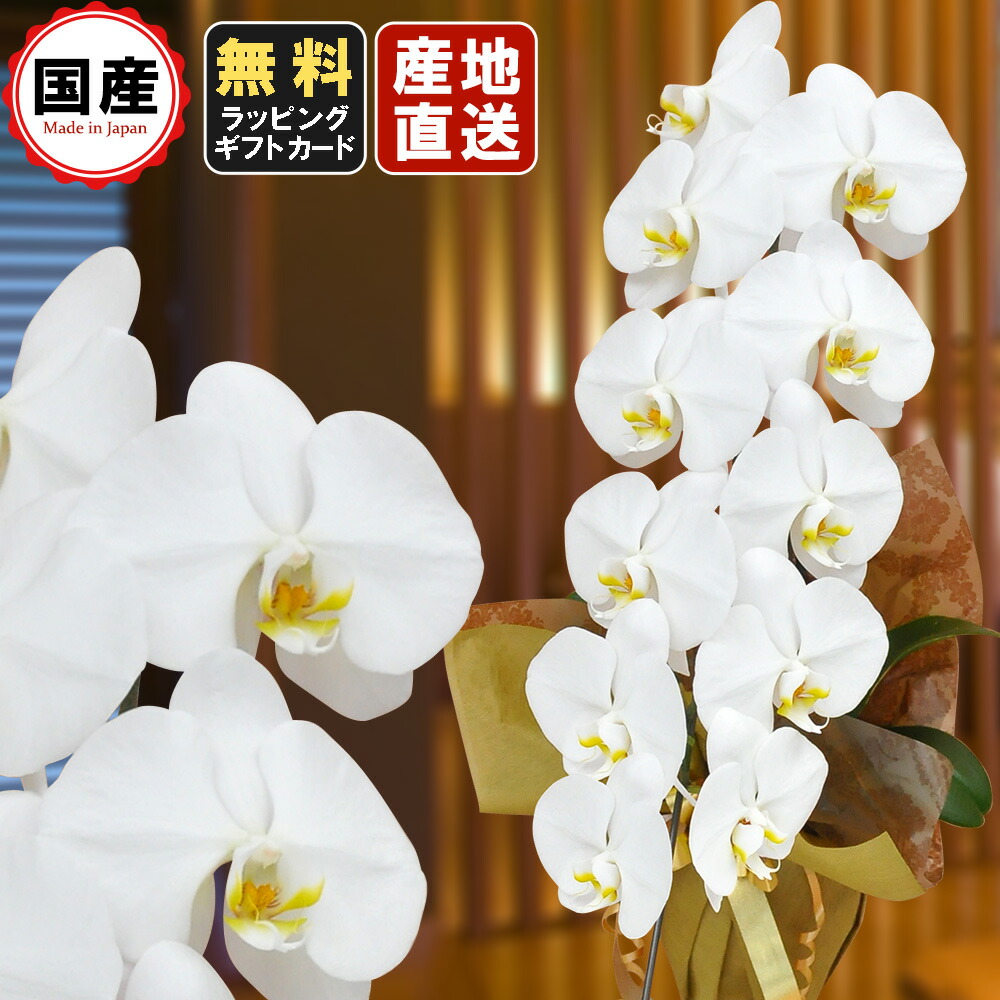 50 Off 楽天市場 胡蝶蘭 大輪1本立ち11輪以上 白 会社設立 オープン 内祝い スタンド胡蝶蘭 ギフト 胡蝶蘭 お祝い お悔や花 お供え 葬儀 葬式 仏事 法事 １回忌 献花 おしゃれ 人形広場 雛人形 五月人形専門店 売れ筋 Lexusoman Com