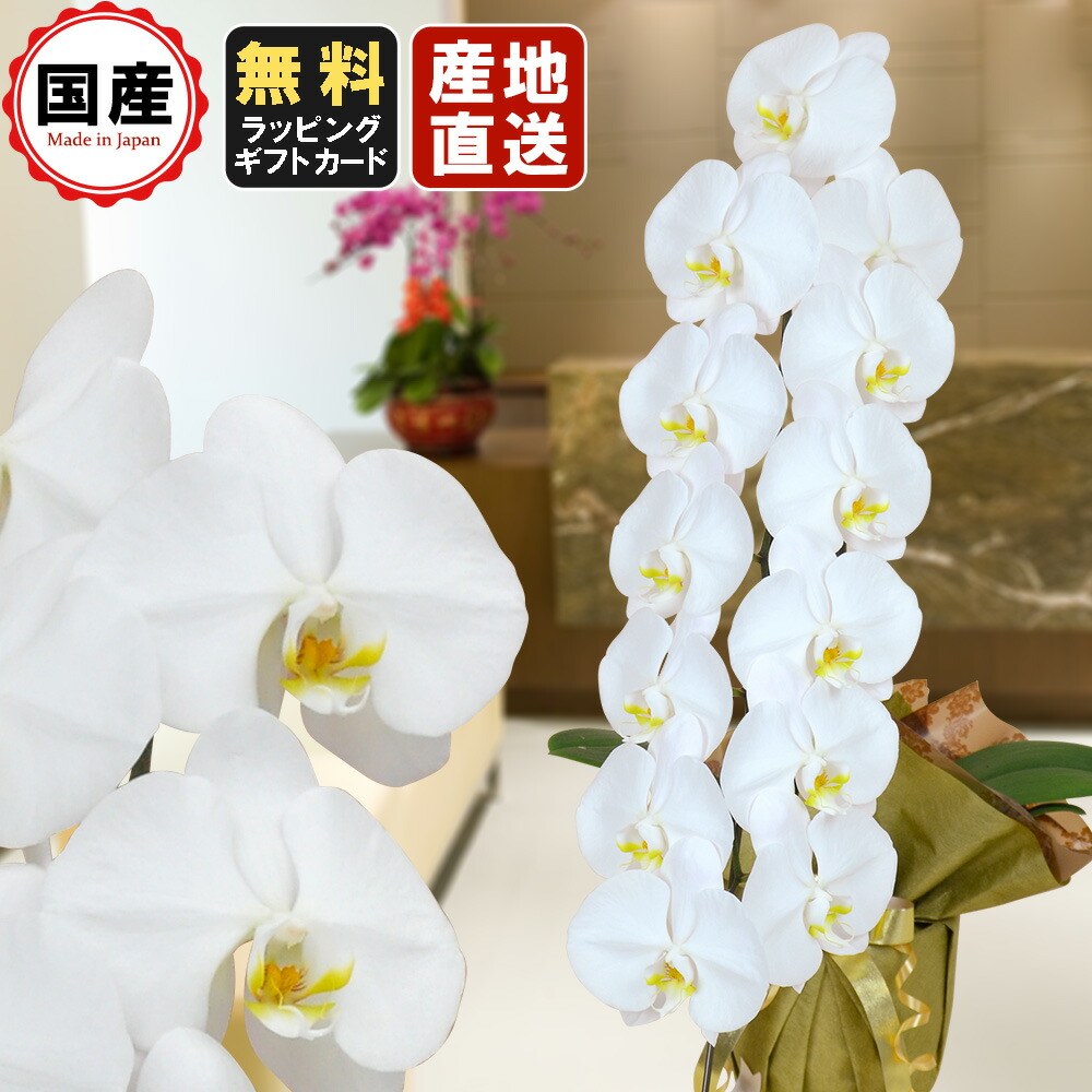 新発売の 楽天市場 胡蝶蘭 大輪1本立ち13輪以上 白 会社設立 オープン 内祝い スタンド胡蝶蘭 ギフト 胡蝶蘭 お祝い お悔や花 お供え 葬儀 葬式 仏事 法事 １回忌 献花 おしゃれ 人形広場 雛人形 五月人形専門店 魅了 Lexusoman Com