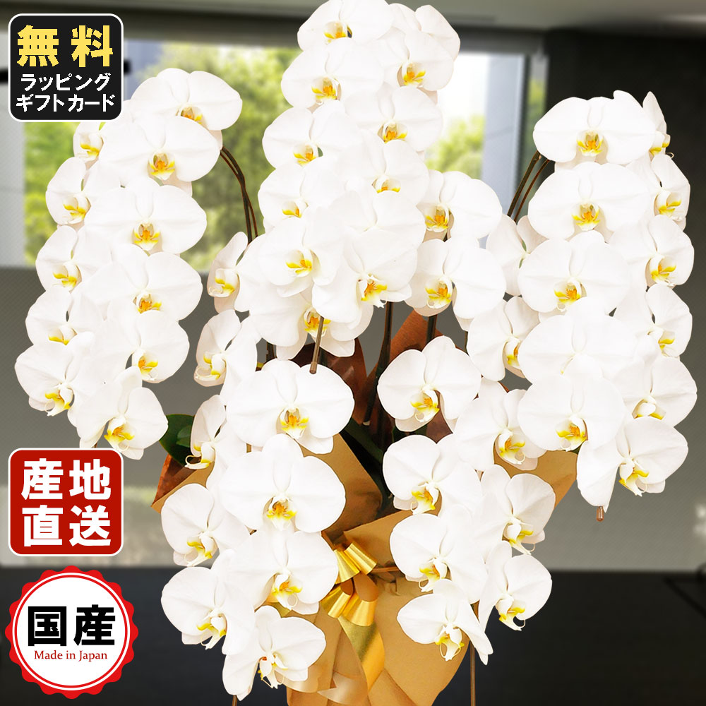 夢見鳥蘭 5本立ち 大輪 55輪以上 白 夢見鳥蘭 差し上げ物 夢見鳥蘭 祝い事 敬老の日 敬老の日 差し上げ物 祝い事 会社組織築き上げる 公々然たる 開業祝い事 開店祝い事 内祝い 照明ランプ 大輪 お悔や花 お供え 法要 御贈りもの花 葬儀式 葬儀式 仏事 今めかしい 生け花 夢見鳥蘭
