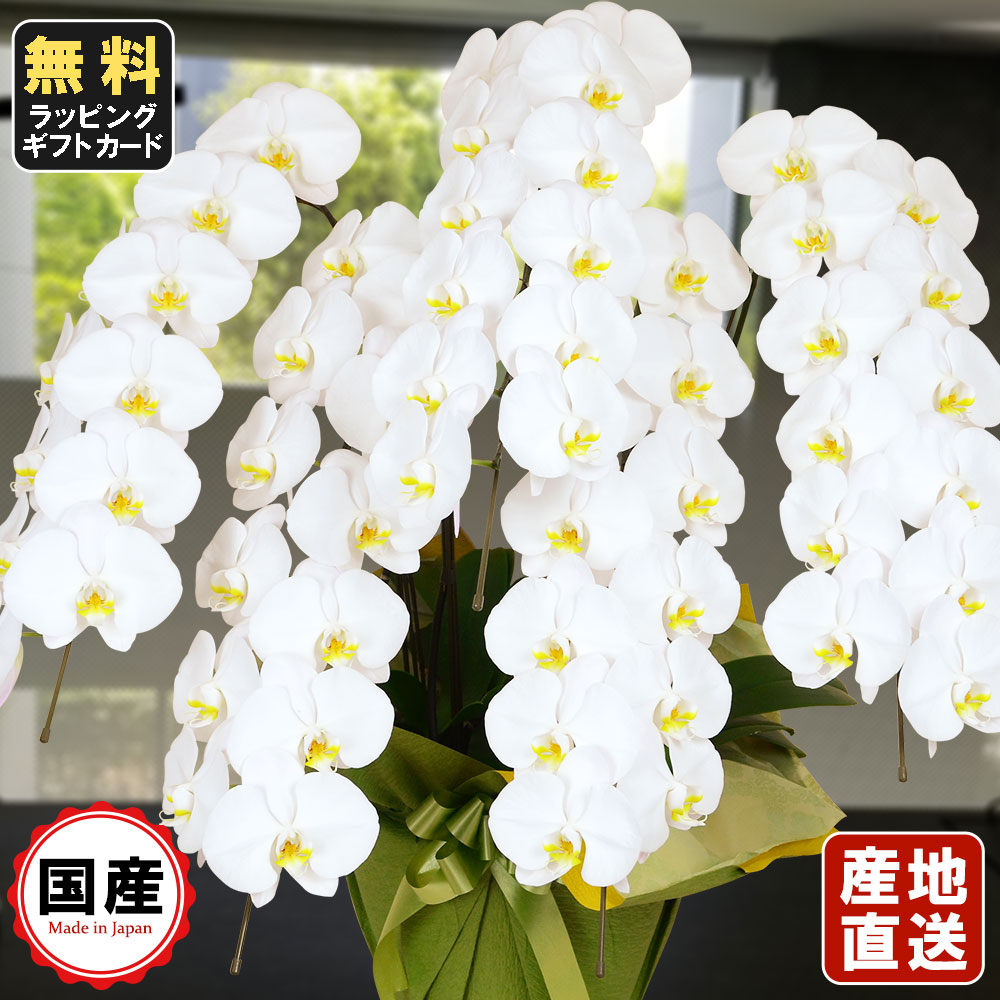数量は多 楽天市場 胡蝶蘭 5本立ち 大輪 60輪以上 白 胡蝶蘭 ギフト 胡蝶蘭 お祝い 会社設立 オープン 内祝い スタンド お悔や花 お供え 葬儀 葬式 仏事 法事 １回忌 献花 おしゃれ 人形広場 雛人形 五月人形専門店 全ての Www Psht Or Id