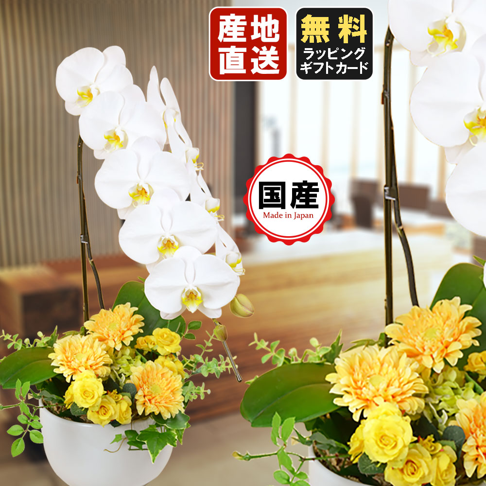 人気ブランド 胡蝶蘭 造花とのコラボレーション Jardin 大輪1本立ち 白 会社設立 オープン 開業祝い 開店祝い 内祝い スタンド胡蝶蘭 花 ギフト 胡蝶蘭 お祝い お悔み お花 お供え 御供え 法要 御供え花 葬儀 葬式 仏事 法事 1回忌 献花 おしゃれ 胡蝶蘭 Abiary Ir