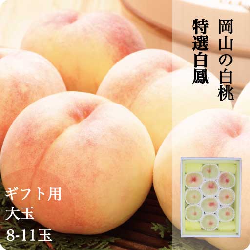 数量限定 特売 予約販売 早割 お中元 ギフト 桃 白桃 岡山 白鳳 岡山 白桃 大玉 8 11玉入り 約3kg 1玉 約300g前後 もぎたて発送 農家直送 もぎたて発送 予約 販売中 7月中旬頃から順次発送予定 爆安プライス Lexusoman Com