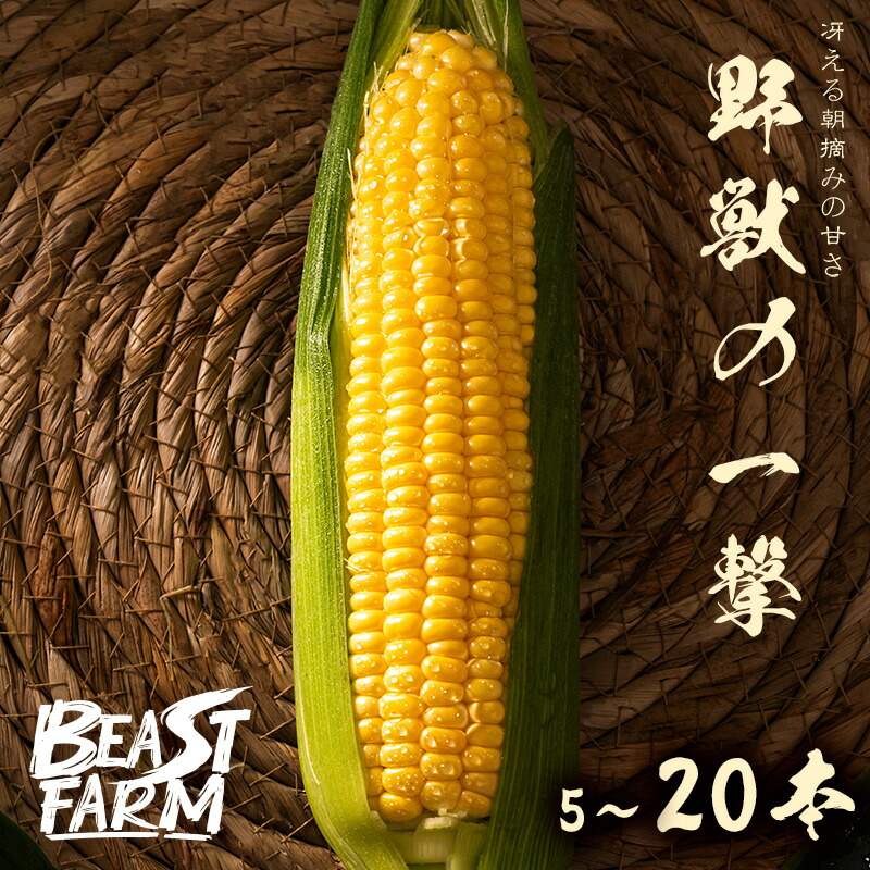 ★とうもろこし@出品★ 楽天市場】信州産ポテもろこし138g×5個 ポテトスティック 焼